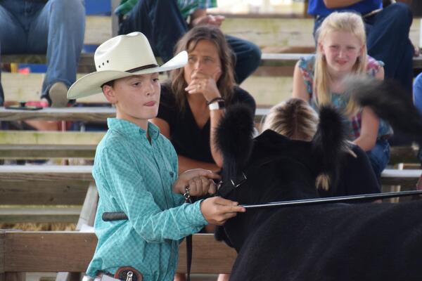 boy showing cattle